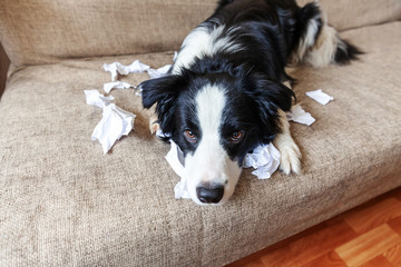 Naughty playful puppy dog border collie after mischief biting toilet paper lying on couch at home. Guilty dog and destroyed living room. Damage messy home and puppy with funny guilty look.