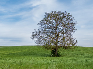 Einzelner Baum im Frühjahr