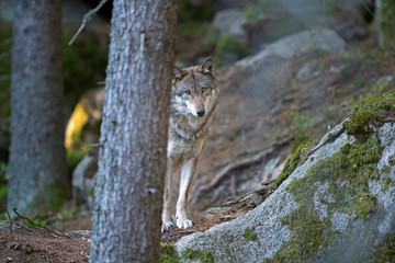 Wolf (Canis lupus) stay on the rock. Calm wolf has a rest on the rock. Hidden predator in the forest