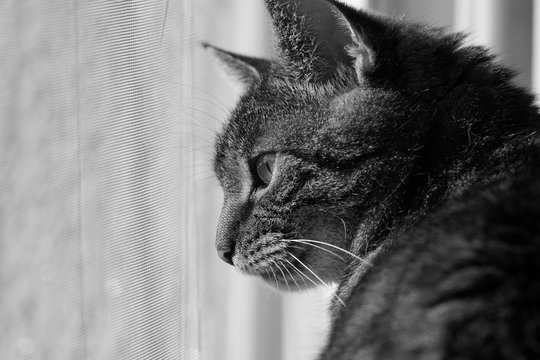 tabby cat looks out of the window with fly screen. feline stares through a insect screen. black-and-white photography
