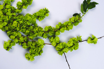 Green branch of an elm tree on pastel blue background. Nature greenery wallpaper. Ulmus minor mill...