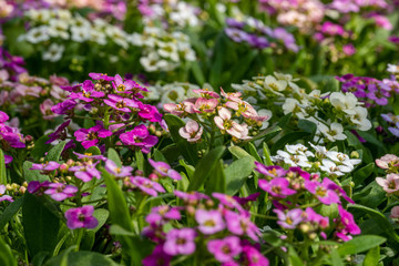 purple flowers in the garden