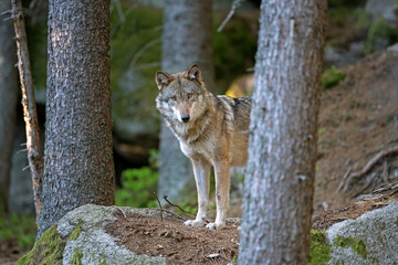 Wolf (Canis lupus) stay on the rock. Calm wolf has a rest on the rock. Hidden predator in the forest