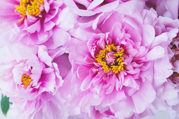 Fresh pink peony flowers in full bloom, close up.