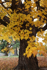 autumn tree in the park, LARGE TREE, YELLOW, 