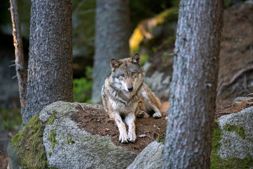 Wolf (Canis lupus) stay on the rock. Calm wolf has a rest on the rock. Hidden predator in the forest