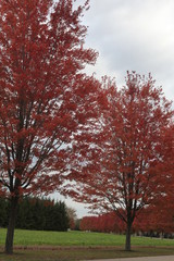 autumn in the park, FALL LEAVES, ROW OF TREES, RED