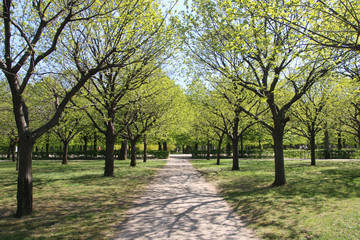 Naklejka premium Trees and Pathway in Park at Spring
