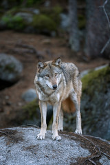 Wolf (Canis lupus) stay on the rock. Calm wolf has a rest on the rock. Hidden predator in the forest