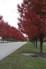 path in autumn, ROAD WITH FALL TREES ON EACH SIDE, RED, 