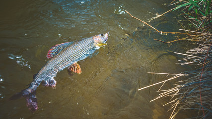 Beautiful grayling caught while fly fishing.