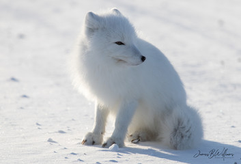 Obraz na płótnie Canvas Arctic Fox Pose