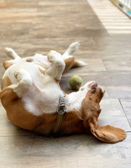 Beagle with his old tennis ball quarantined at home.