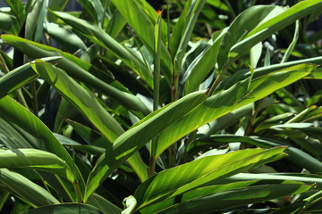 Large green leafy Light galangal foliage in a garden. Alpinia zerumbet