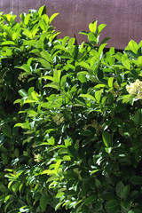 Viburnum Odoratissimum or Sweet Viburnum foliage. A green large glossy leaf hedge plant.  