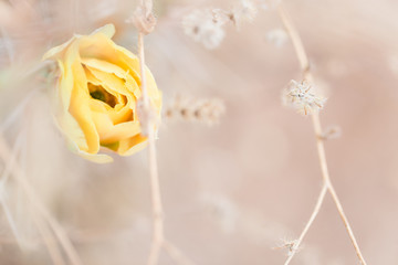 yellow cactus flower in the desert