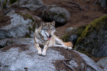Wolf (Canis lupus) stay on the rock. Calm wolf has a rest on the rock. Hidden predator in the forest