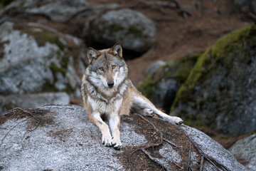 Wolf (Canis lupus) stay on the rock. Calm wolf has a rest on the rock. Hidden predator in the forest