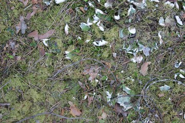 leaves and moss texture