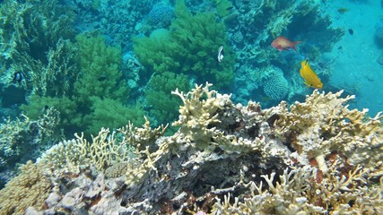 Naklejka premium The amazing underwater world. Corals and their inhabitants. 