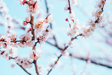 Background with apricot tree blossom and blurred bokeh 