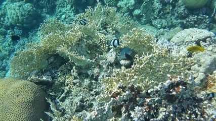 The amazing underwater world. Corals and their inhabitants. 