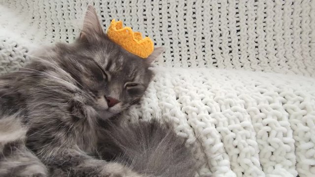 Beautiful adult grey cat sleeping in yellow knitted crown on hand made plaid close up,domestic furry cat during lockdown 