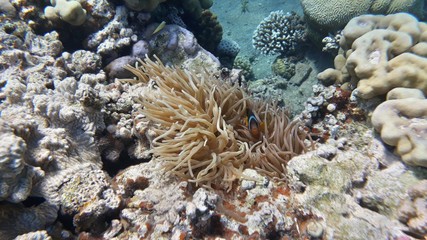 Naklejka na ściany i meble The amazing underwater world. Corals and their inhabitants. 