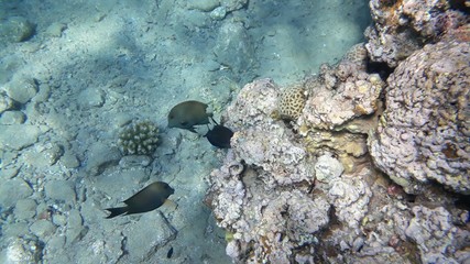 The amazing underwater world. Corals and their inhabitants. 