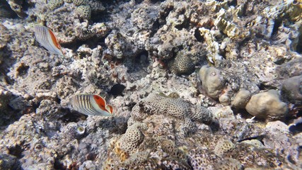 The amazing underwater world. Corals and their inhabitants. 
