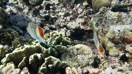 The amazing underwater world. Corals and their inhabitants. 