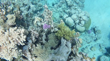 The amazing underwater world. Corals and their inhabitants. 