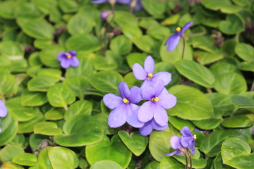   "African Violet" flowers in St. Gallen, Switzerland. Its scientific name is Saintpaulia Ionantha, native to Tanzania and Kenya.