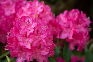 Rhododendron flowers close in the sunlight. Background of flowers.