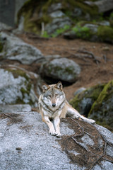 Wolf (Canis lupus) stay on the rock. Calm wolf has a rest on the rock. Hidden predator in the forest