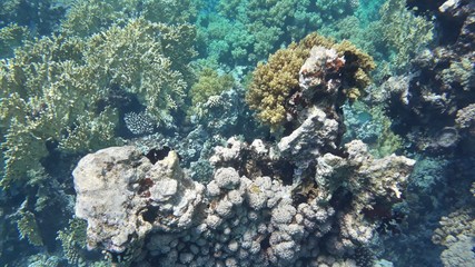 The amazing underwater world. Corals and their inhabitants. 