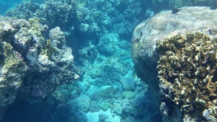 Naklejka na ściany i meble The amazing underwater world. Corals and their inhabitants. 