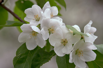 blooming apple tree
