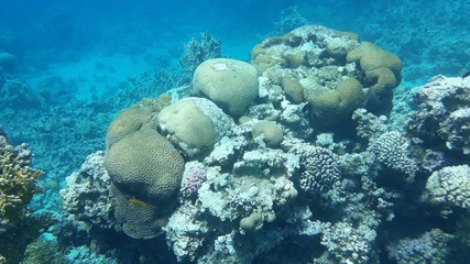 Obraz na płótnie Canvas The amazing underwater world. Corals and their inhabitants. 