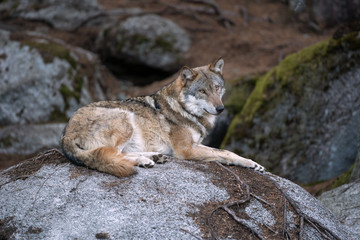 Wolf (Canis lupus) stay on the rock. Calm wolf has a rest on the rock. Hidden predator in the forest