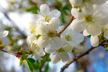 Obraz premium White cherry blossoms on a branch