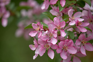 blooming apple tree