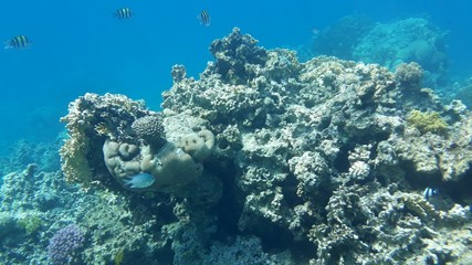 The amazing underwater world. Corals and their inhabitants. 