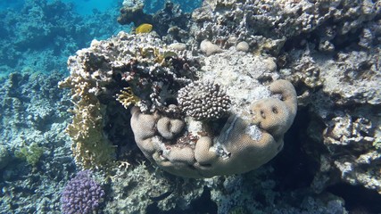 Fototapeta na wymiar The amazing underwater world. Corals and their inhabitants. 