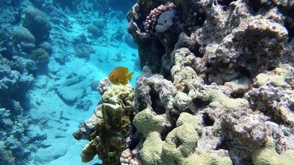 The amazing underwater world. Corals and their inhabitants. 