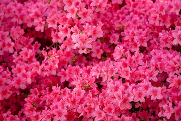 Fototapeta premium Rhododendron flowers close in the sunlight. Background of flowers.