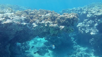 The amazing underwater world. Corals and their inhabitants. 