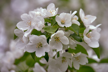 blooming apple tree