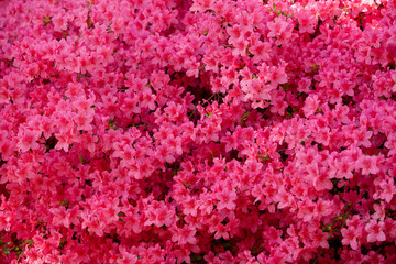 Rhododendron flowers close in the sunlight. Background of flowers.