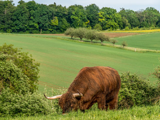 Schottische Hochland Rinder grasen auf der Weide